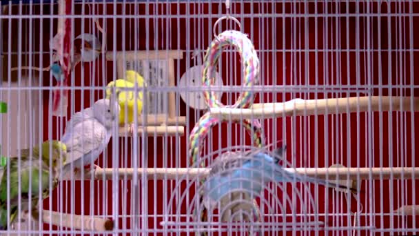 许多漂亮可爱的鹦鹉中 有两只在互相装腔作势 而另外两只则很痒 他们用笼子抓自己 可敬的 — 图库视频影像