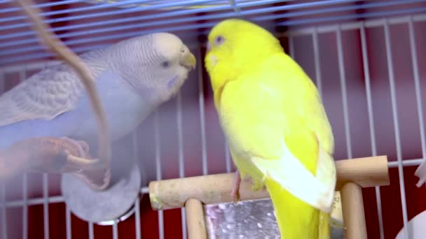 Милый Заботливый Желтый Попугай Кормит Голубого Попугая Светло Голубой Попугай — стоковое видео