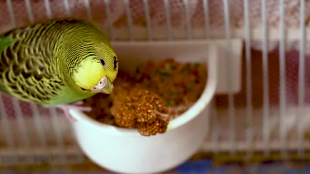 Cute Baby Green Budgie Eating Millet Seeds Out Seed Bowl — Stock Video