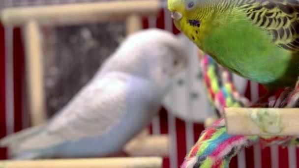 Ciekawa Zielona Papużka Spoczywa Swoim Zabawkowym Huśtawce Obserwując Inne Papużki — Wideo stockowe