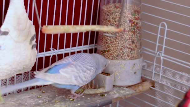 Den Sødeste Lyseblå Budgie Spiser Stille Roligt Fra Frødispenseren Inde – Stock-video