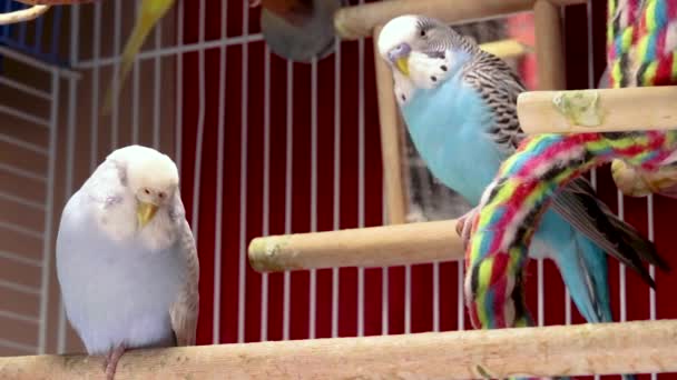 Entrambi Simpatici Budgies Blu Azzurro Sembrano Stanchi Riposano All Interno — Video Stock