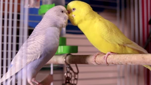 Dwie Najlepsze Przyjaciółki Najsłodsze Papużki Jasnoniebiesko Żółte Cieszą Się Swoim — Wideo stockowe