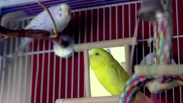 Zoom Lento Lindo Broto Amarelo Descansando Perto Espelho Dentro Gaiola — Vídeo de Stock