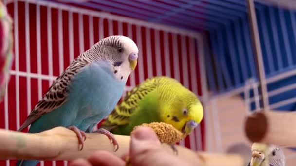 Nutrire Più Premuroso Budgie Padre Verde Con Alcuni Semi Miglio — Video Stock