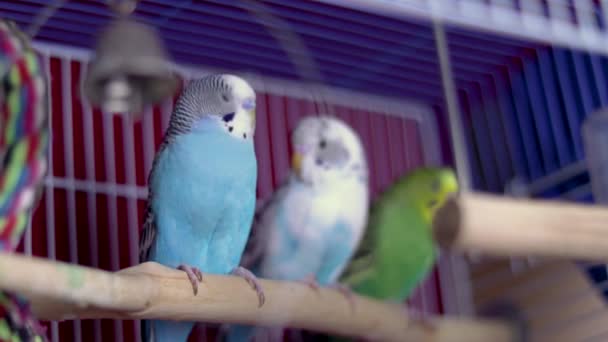 一只漂亮的蓝色小鹦鹉正坐在笼子里的长椅上 他哥哥姐姐都坐在他旁边休息睡觉 — 图库视频影像