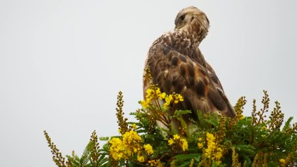 Slow Motion Steppe Buizerd Afrika Preening Verzorging Schoonmaken Borst Nek — Stockvideo