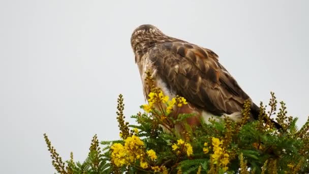 Slow Motion Steppe Buzzard Scratches Head Talon Puffed Feathers Preens — Stock Video