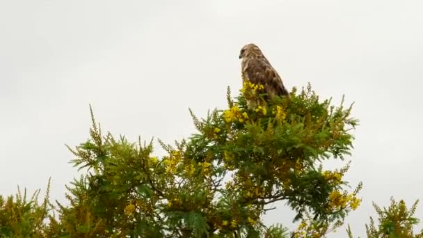 黄色の花を持つ木の上に置かれたステップバザードは 風の中で周りとバランスを見回す — ストック動画