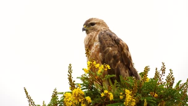 Steppe Buzzard Rallentatore Seduto Sulla Cima Dell Albero Con Fiori — Video Stock