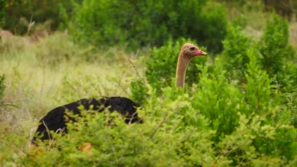 Lambat Gerak Lone Dewasa Laki Laki Ostrich Berjalan Antara Semak — Stok Video