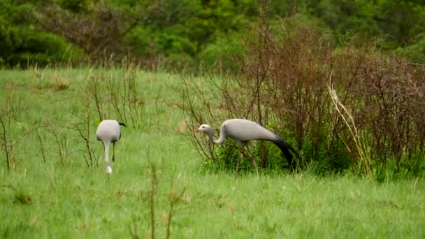 Movimiento Lento Dos Pájaros Grulla Azul Adultos Caminando Hierba Corta — Vídeos de Stock