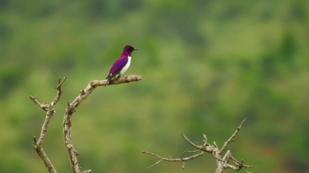 Slow Motion Man Violet Backed Starling Tilt Vleugel Draait Zich — Stockvideo