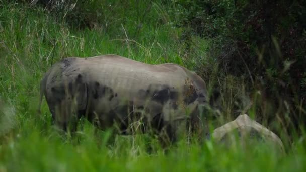 Ralenti Braconnier Pov Cacher Entre Herbe Regarder Deux Rhinocéros Blancs — Video