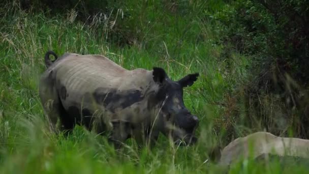 Movimiento Lento Rinoceronte Blanco Cubierto Barro Con Orejas Flojas Huele — Vídeo de stock