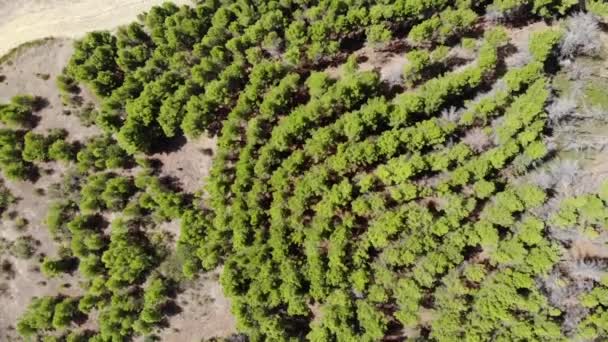 Contrast Tree Hills Fileds Countryide Ascoli Satriano Puglia — Stock Video