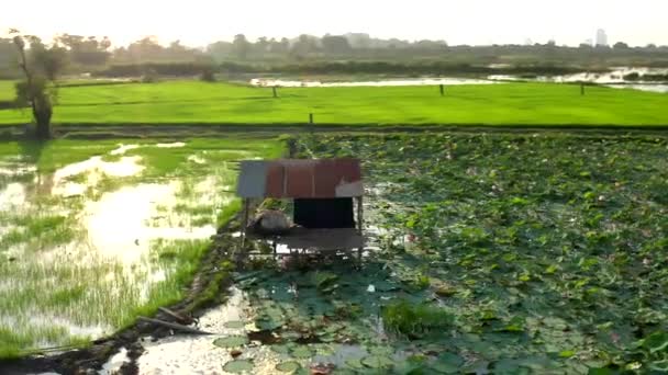 Hava Aracı Görüntüleri Kamboçya Zambakların Pirinç Tarlalarının Ortasında Küçük Bir — Stok video