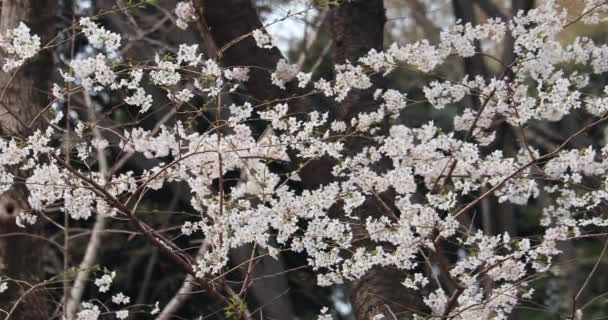 Flor Cerezo Plena Floración Tokio Japón — Vídeos de Stock