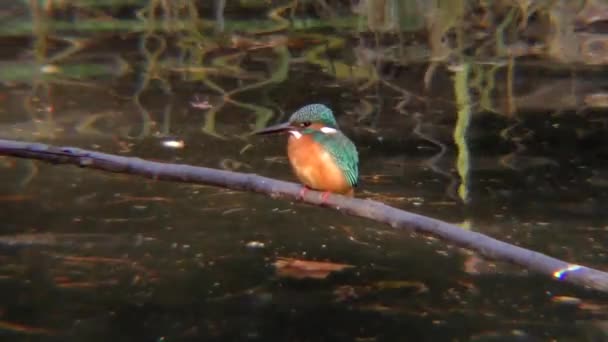 Ein Gemeiner Eisvogel Sitzt Auf Einem Ast Musashiseki Park Tokio — Stockvideo