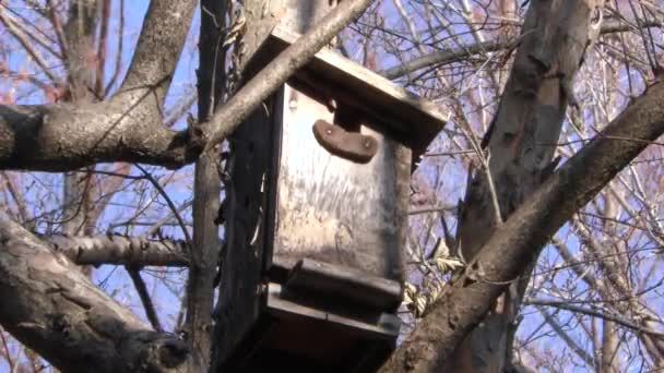 Een Vogel Huis Wordt Gezien Musashiseki Park Tokio Japan — Stockvideo