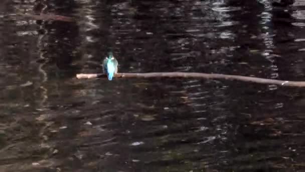 Wspólny Kingfisher Siedzi Gałęzi Musashiseki Park Tokio Japonia — Wideo stockowe