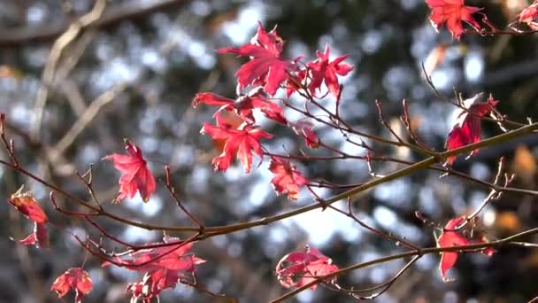 東京都武蔵関公園には紅葉が見られます — ストック動画