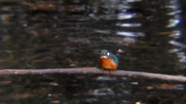 Japonya Tokyo Daki Musashiseki Parkı Nda Bir Şubede Oturan Kingfisher — Stok video