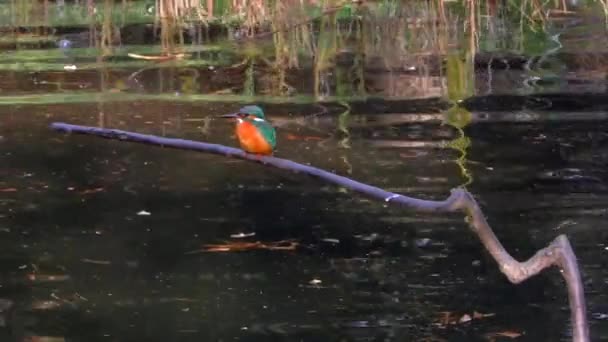 Common Kingfisher Sitting Branch Musashiseki Park Tokyo Japan — ストック動画