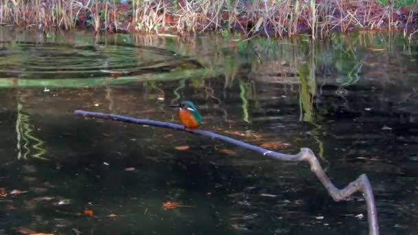 Japonya Tokyo Daki Musashiseki Parkı Nda Bir Şubede Oturan Kingfisher — Stok video