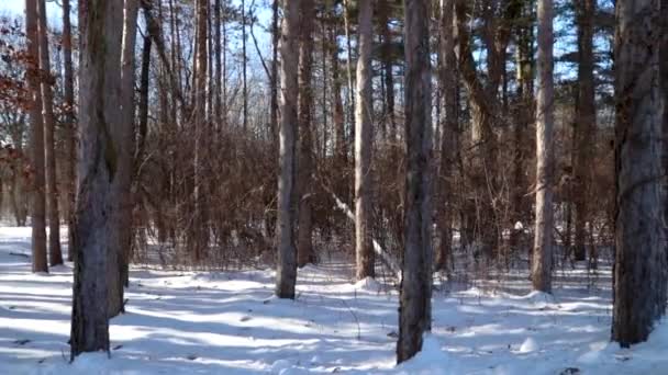 Una Pentola Orizzontale Delle Parti Più Basse Alberi Una Foresta — Video Stock