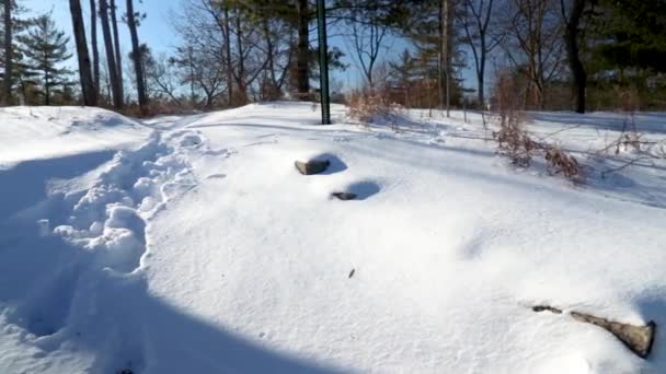 Una Sartén Horizontal Bosque Cubierto Nieve Que Revela Camino Con — Vídeos de Stock