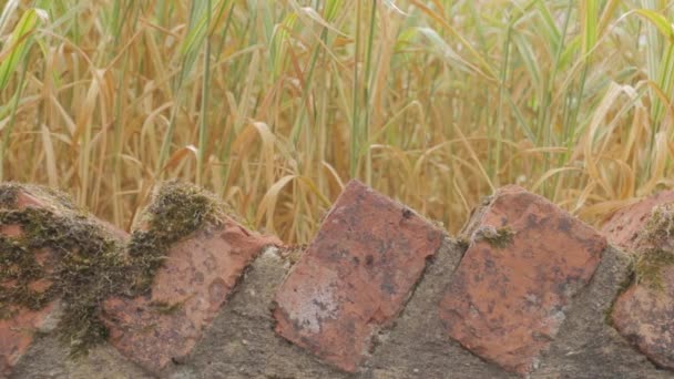 Top Orange Clay Brick Wall Long Grass Reeds Slow Motion — Stock Video