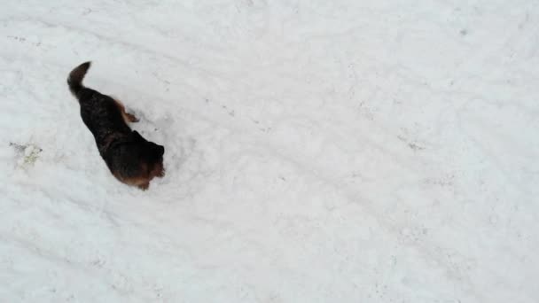 Karda Havlayan Alman Sepherd Köpeği Yukarıdan Aşağıya Hava Görüntüsü — Stok video