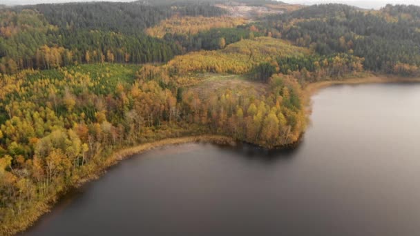 Göl Kenarındaki Büyük Sonbahar Renkli Ormanın Havadan Görünüşü Önce Önce — Stok video