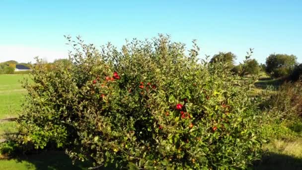 Kırmızı Elmalı Yeşil Elma Ağacı Ağacın Tepesine Doğru Ilerliyorum — Stok video