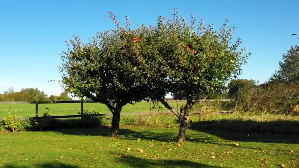 Elma Ağacından Düşen Elmalar Yeşil Çimen Mavi Gökyüzü — Stok video