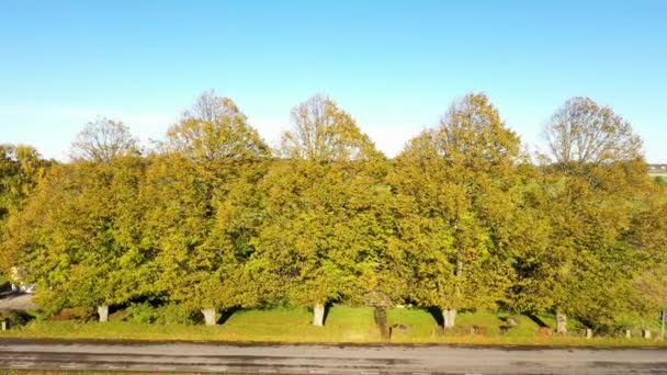 Luftaufnahme Großer Bäume Mit Herbstlichen Farben Straßenrand Blauer Himmel — Stockvideo
