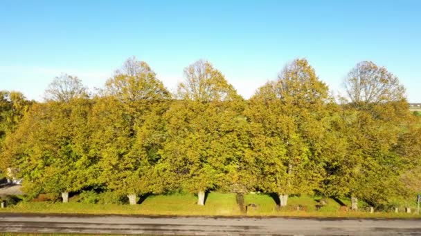 Flygfoto Över Stora Träd Med Höstfärger Utmed Vägen Blå Himmel — Stockvideo