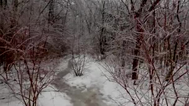 在童话般的故事中向前移动 就像自然界中冰冻的灌木丛和植物 树木和森林小径都被冰雪覆盖着 以防冻雨 还在下雪 — 图库视频影像