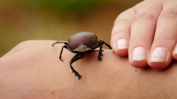 Cámara Lenta Vista Frontal Los Grandes Escarabajos Estiércol Cobre Camina — Vídeos de Stock