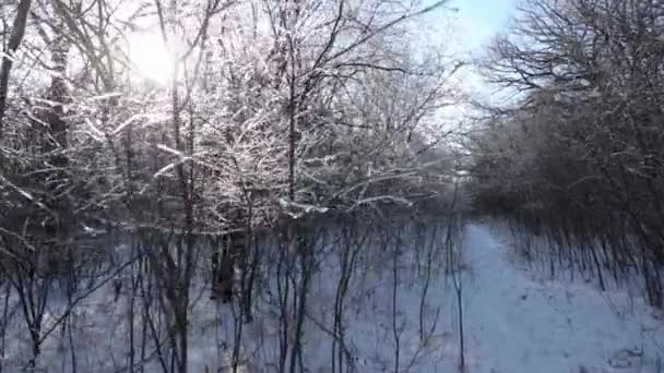 以前の凍結した雨のために 自然の中で発見された氷の覆われた枝とともにゆっくりとした動きが前進しています 美しい明るく晴れた冬の午後です — ストック動画