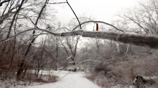 Close Forward Motion View Icicle Covered Tree Branch Forest Trail — Stock Video