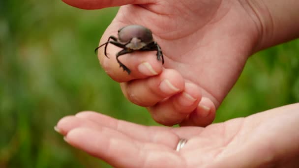 Slow Motion Close Large Copper Dung Beetle Walking Womans Hands — Stock Video