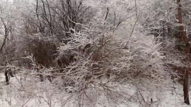 Donmuş Ağaçlar Çalılar Bitkilerle Dolu Bulutlu Bir Kış Öğleden Sonrası — Stok video