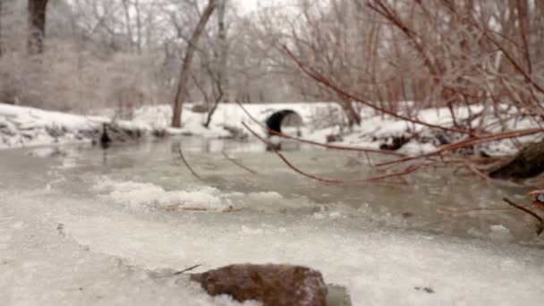 Justo Por Encima Del Nivel Del Arroyo Del Agua Corriente — Vídeos de Stock