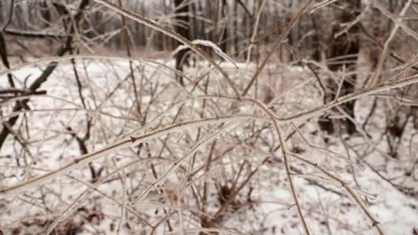 冰封由于冰冻的雨而覆盖在自然界中的小植物的特写 — 图库视频影像