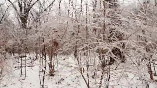 Široký Horizontální Pohyb Zamrzlých Rostlin Stromů Důsledku Mraženého Deště — Stock video