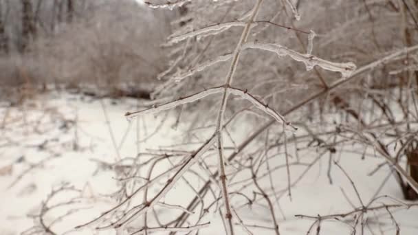 凍るような雨のために氷に覆われた小さな植物の枝の近景 — ストック動画
