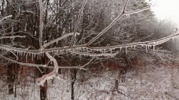 Närbild Bildade Istappar Hängande Grenar Träd Naturen — Stockvideo