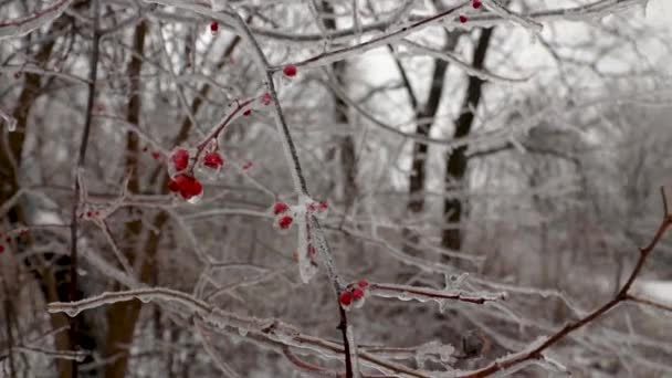 Дикие Красные Ягоды Найденные Природе Замерзают Ветке Образуя Красивые Формы — стоковое видео